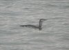 Red-throated Diver at Southend Pier (Steve Arlow) (58621 bytes)